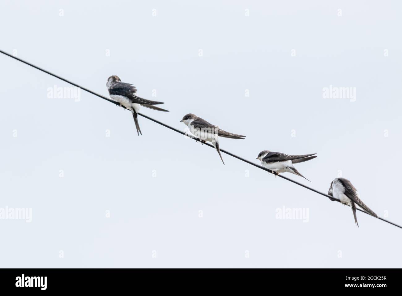 Haus Martins (UK) auf einem Deckenkabel. Stockfoto