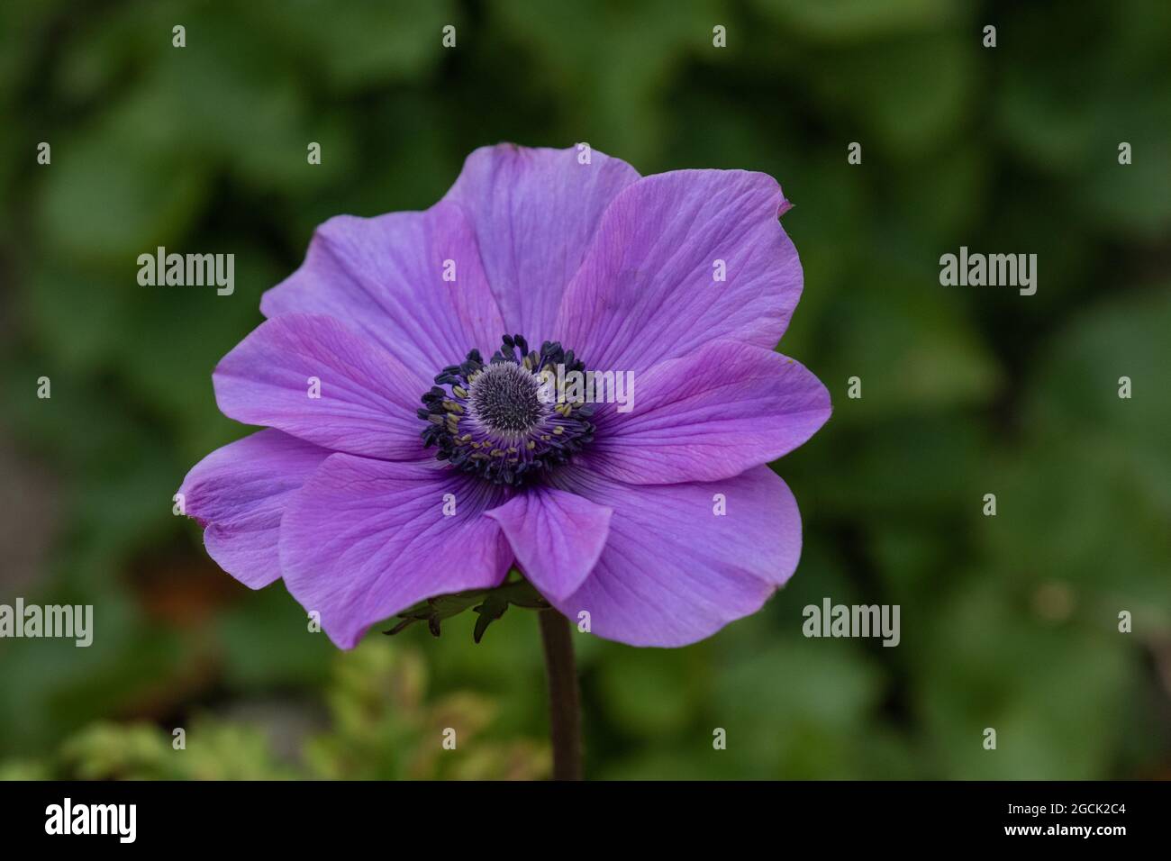 Eine einzelne violette Anemone von caen aus der Nähe Stockfotografie - Alamy