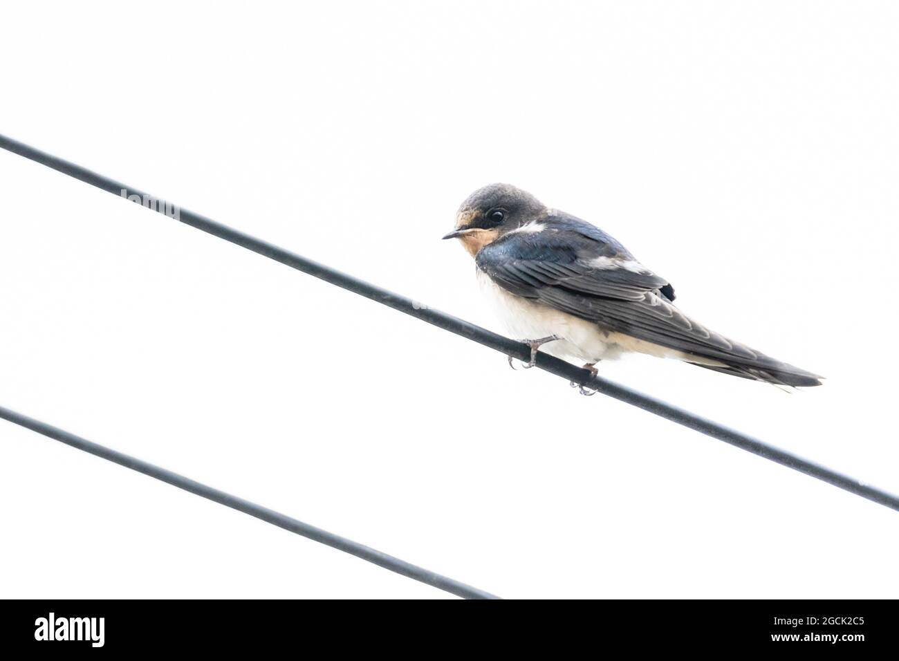 Eine einzelne Schwalbe (UK) auf einem Deckenkabel. Stockfoto