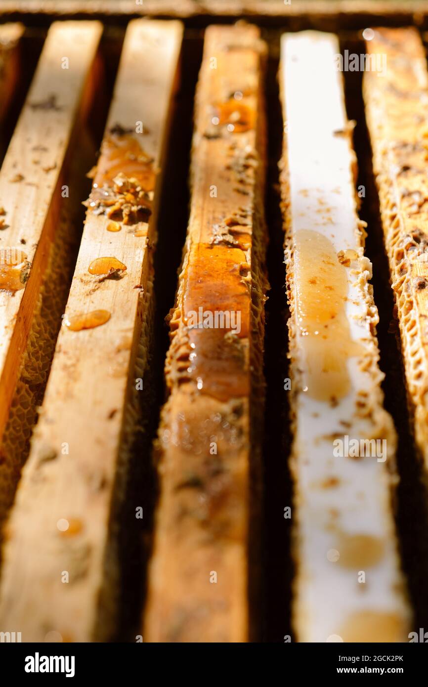 Nahaufnahme von hölzernen Wabenrahmen mit Tropfen Honig und Wachs im Bienenstock Stockfoto