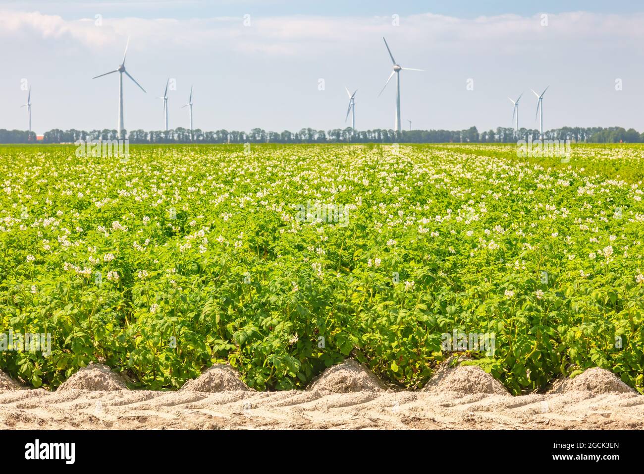 Blühendes niederländisches Kartoffelfeld vor Windkraftanlagen in der Provinz Flevoland, Niederlande Stockfoto