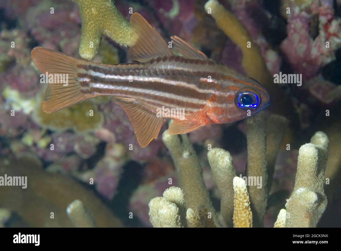 Nahaufnahme von kleinen tropischen Ostorhinchus compressus oder ockergestreiften Kardinalfischen mit blauen Augen, die zwischen Korallen im Meerwasser schwimmen Stockfoto