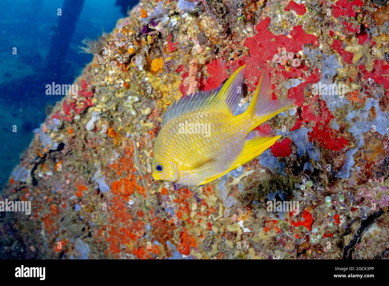 Nahaufnahme von leuchtend gelben Amblyglyphidodon aureus oder goldenen, damegoistischen tropischen Meeresfischen, die in der Nähe von farbenfrohen Riffen im Meerwasser schwimmen Stockfoto