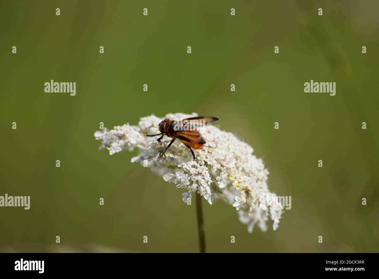 Tachina-Fliege auf einer wilden Karottenblüte Stockfoto