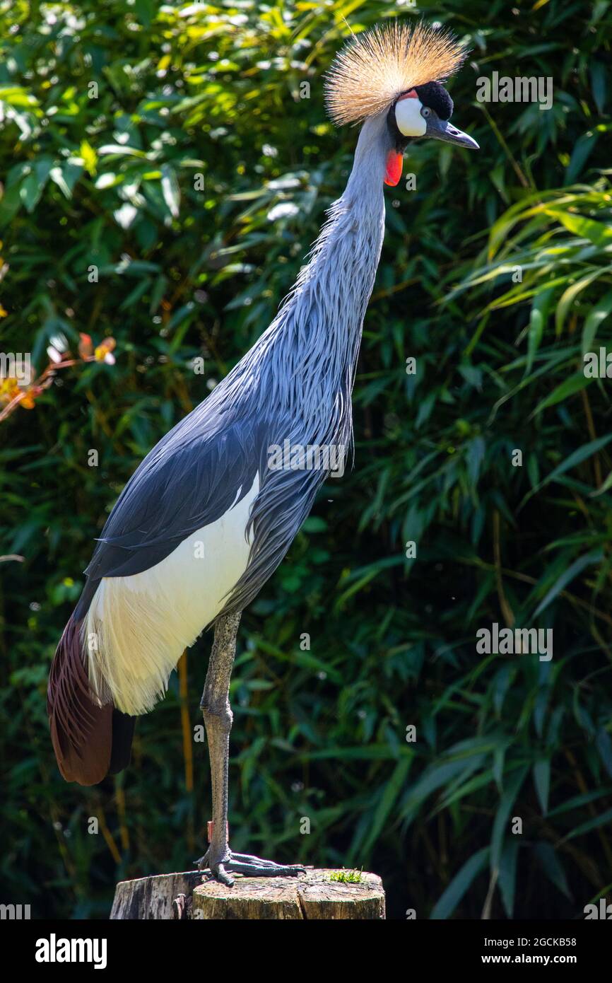 Ein wunderschöner grauer gekrönter Kranich. Stockfoto