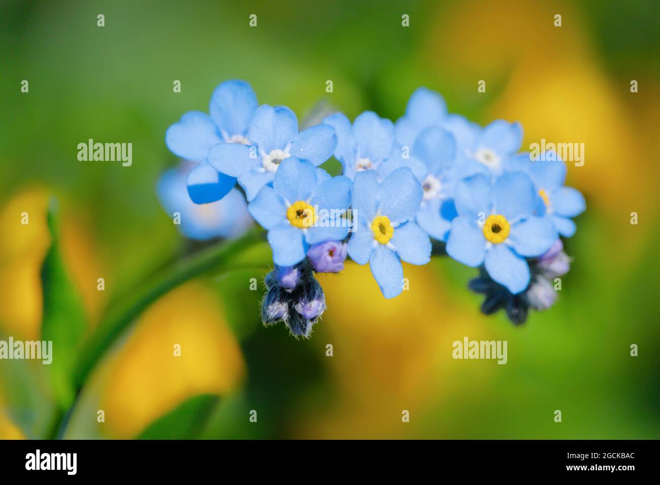 botanik, Forget-Me-Not, Schweizer Alpen, NICHT-EXKLUSIV-VERWENDUNG FÜR FALTKARTEN-GRUSSKARTEN-POSTKARTEN-VERWENDUNG Stockfoto