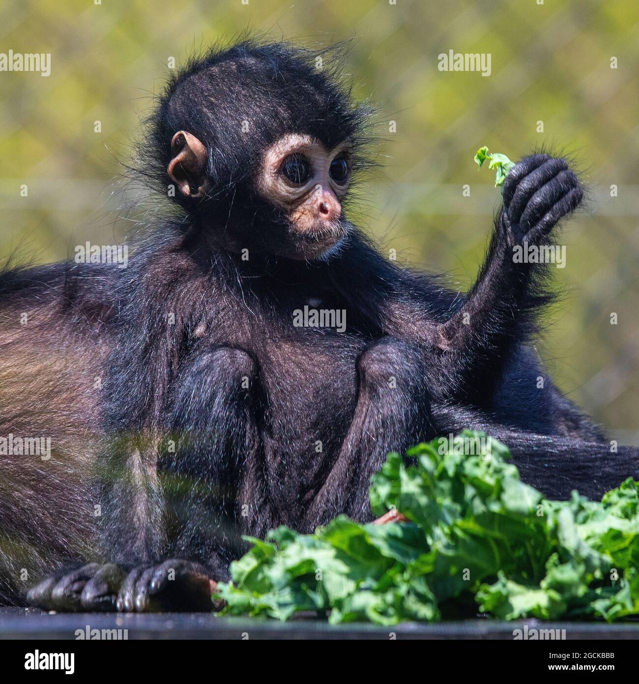 Ein Baby Spider Affe, der ein Stück Salat anschaut. Stockfoto