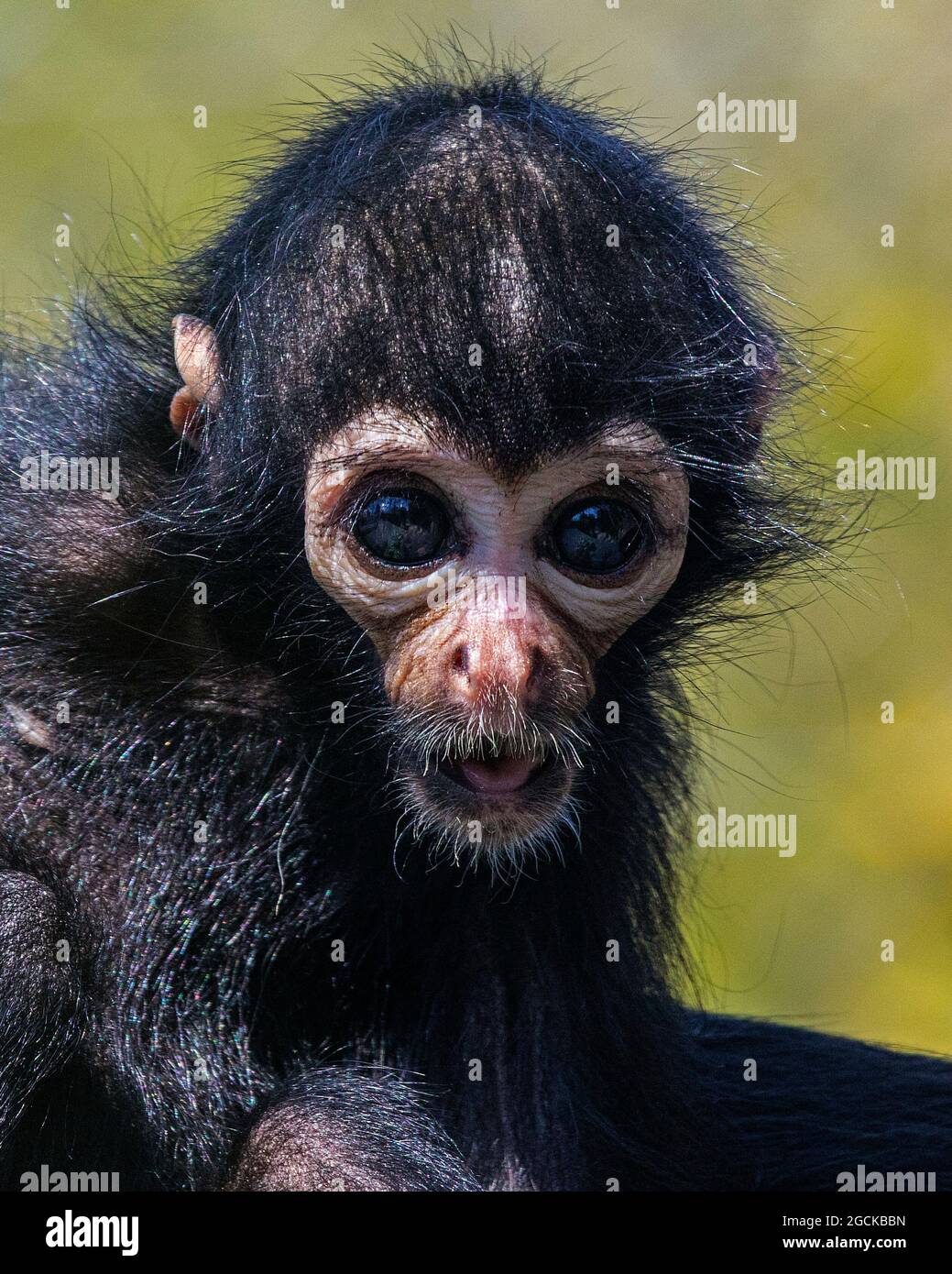 Ein kleiner Spinnenaffe, der in die Kamera schaut. Stockfoto