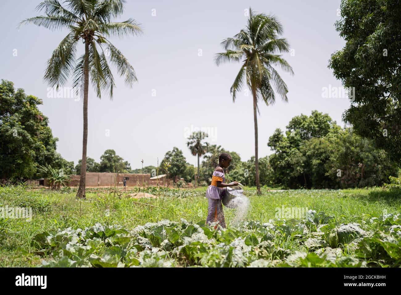 Beschäftigt kleines schwarzes Mädchen, das einige Kohlpflanzen in einer pittoresken afrikanischen Plantage wässert, die von Bäumen und Palmen umgeben ist Stockfoto