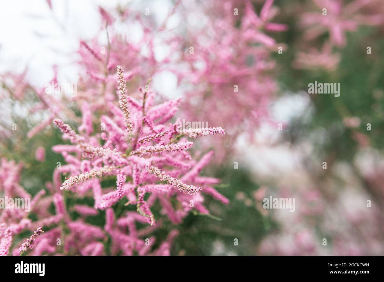 Weicher Fokus von schönen zarten rosa Blüten auf Ast von immergrünen Tamarisk Busch Stockfoto