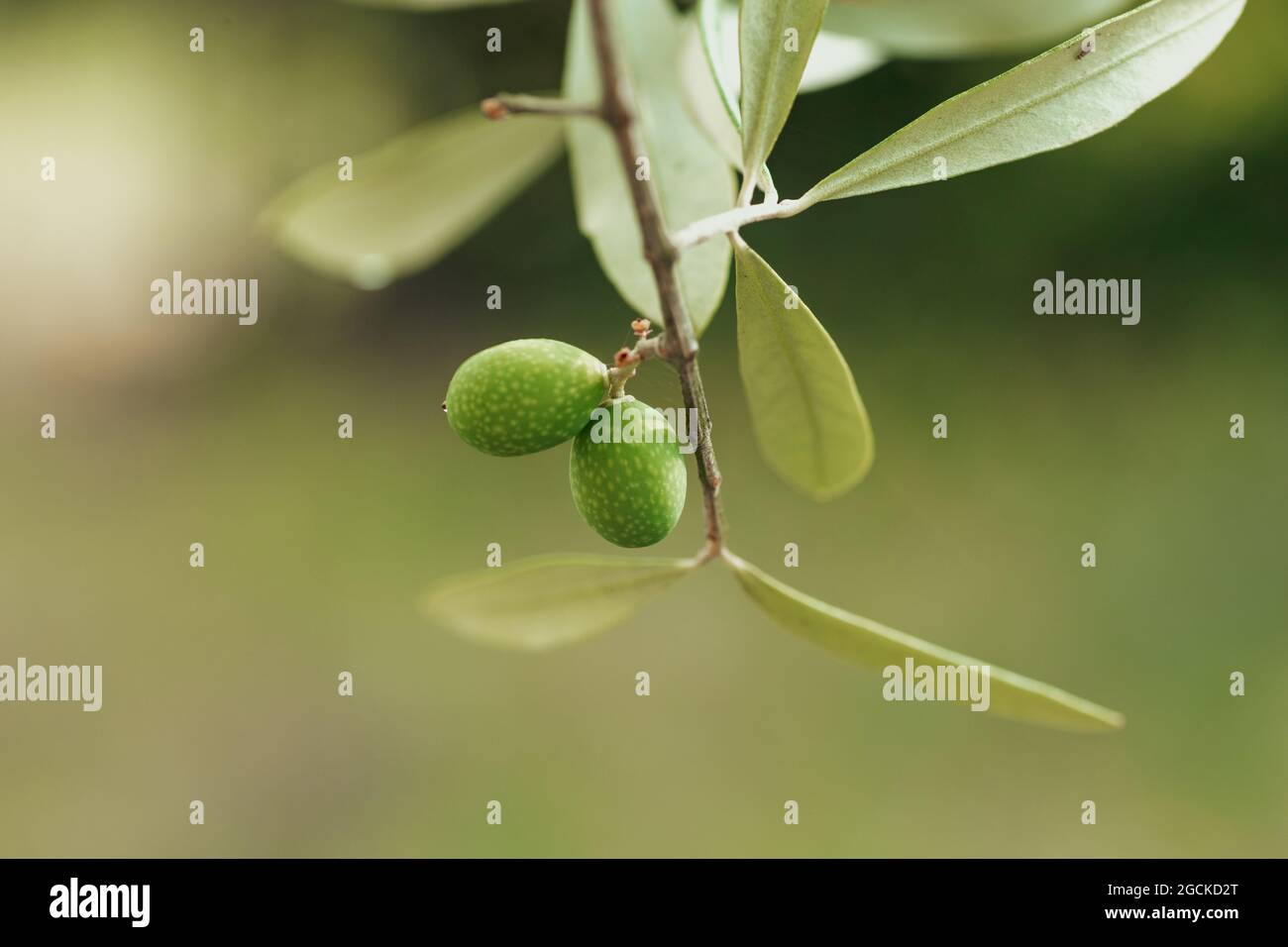 Nahaufnahme von grünen Olivenfrüchten an einem Olivenbaumbaum an einem sonnigen Sommertag. Stockfoto