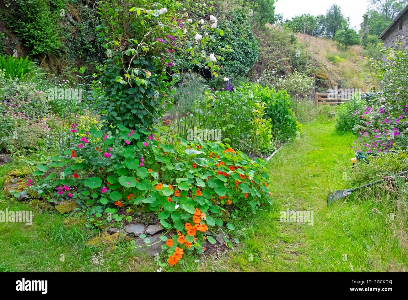 Blumen und Gemüse wächst in kleinen schönen walisischen Hinterhof üppig grünen Land Juli Garten im ländlichen Carmarthenshire Wales Großbritannien KATHY DEWITT Stockfoto