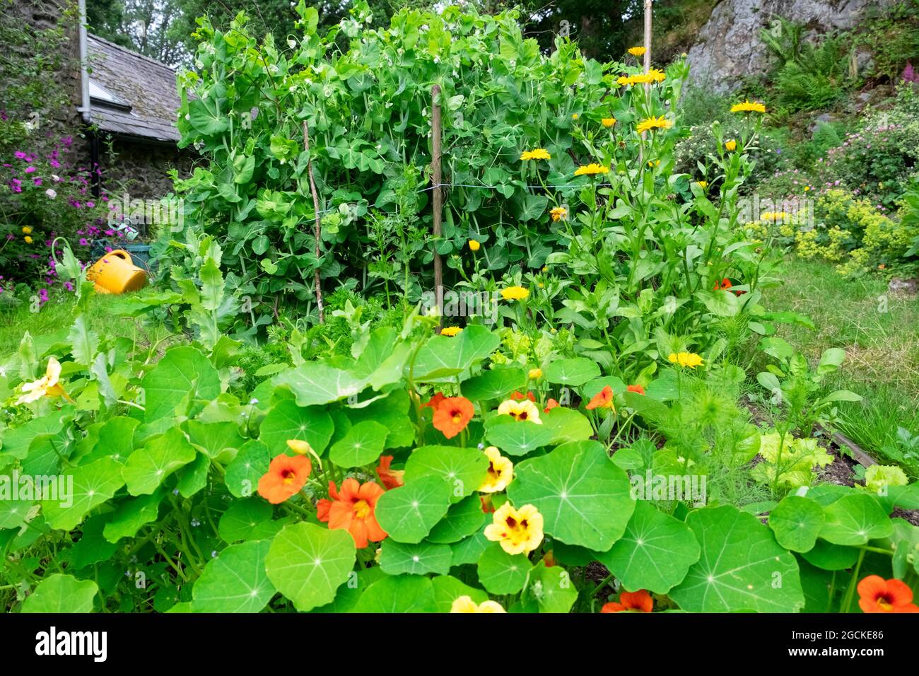 Erbsen und Nasturtien in kleinen Hinterhof wachsen Gemüseblümchen und Gemüsebeet Land Juli Garten in ländlichen Carmarthenshire Wales Großbritannien KATHY DEWITT Stockfoto