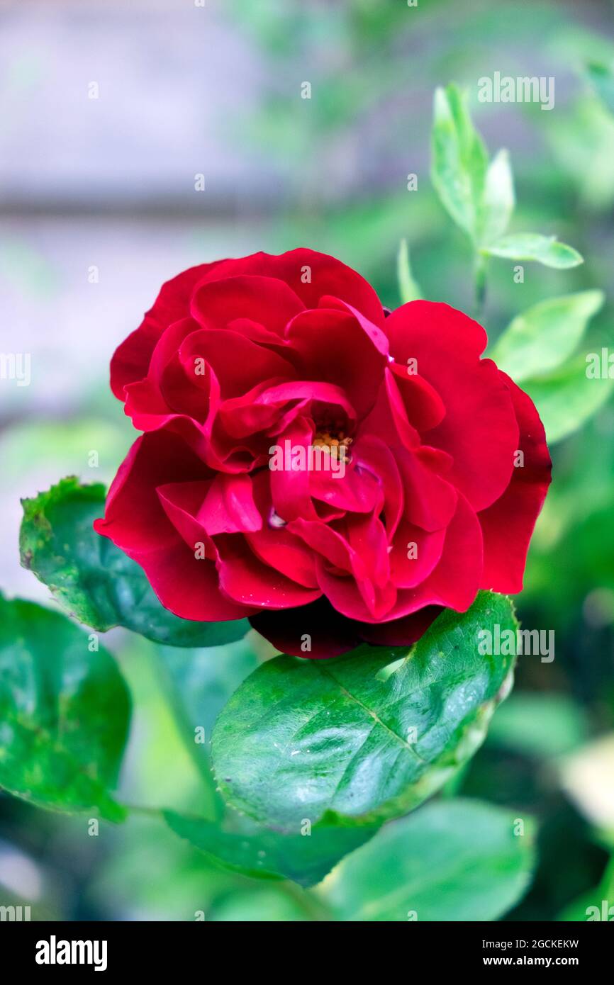 Eine Nahaufnahme einer einzelnen Pauls Scarlet Climber kletternden roten Rose in Blüte im Juli 2021 Garten Carmarthenshire Wales Großbritannien Großbritannien KATHY DEWITT Stockfoto