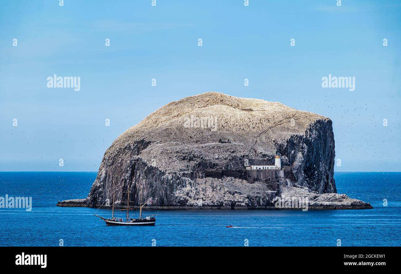 Nördliche Tölpel (Morus bassanus) in Seevögelkolonie auf der Bass Rock Insel mit dem Hochschiff Pelican, Firth of Forth, Schottland, Großbritannien Stockfoto