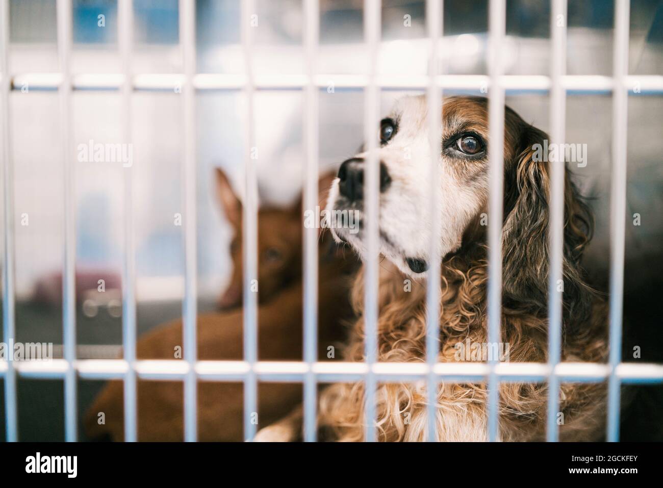 Traurige reinrassige Setter Hund sitzt hinter Metallzaun im Käfig mit Haustieren in der Tierklinik Stockfoto