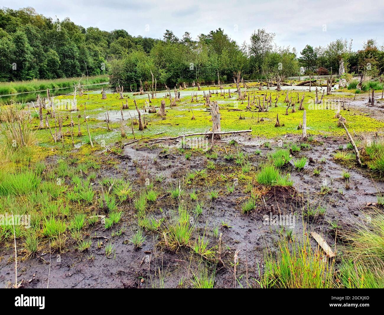 Frischer Sommermorgen auf dem Land mit einem großen offenen Feld voller Schlamm und kleinen Grasflächen Stockfoto