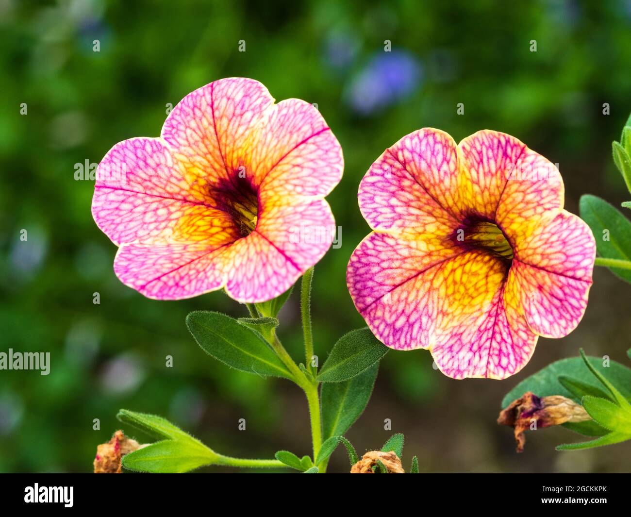 Rosa und orange Sommerblumen der zarten, hängenden Korbpflanze Calibrachoa Chameleon 'Blueberry Scone' Stockfoto