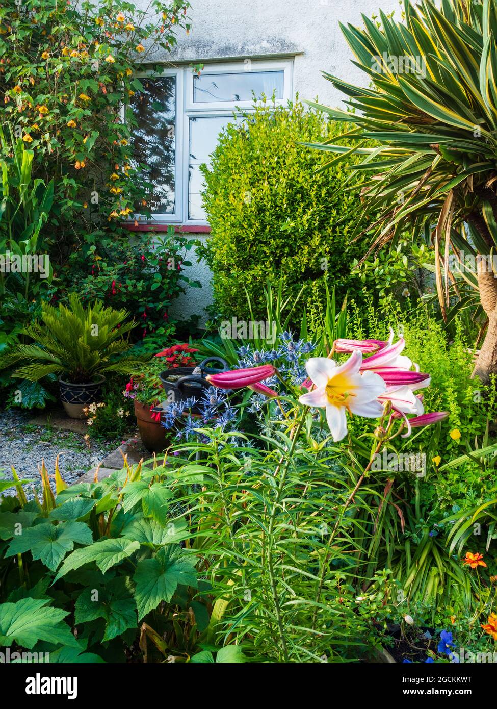Kleiner Sitzbereich in einem tropischen Garten in Plymouth, Großbritannien Mitte Juli Stockfoto