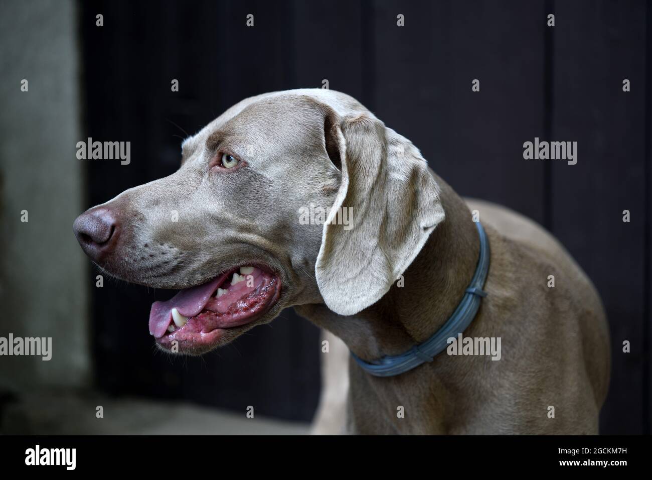 Weimaraner Hund im Profil mit offenem Mund. Stockfoto