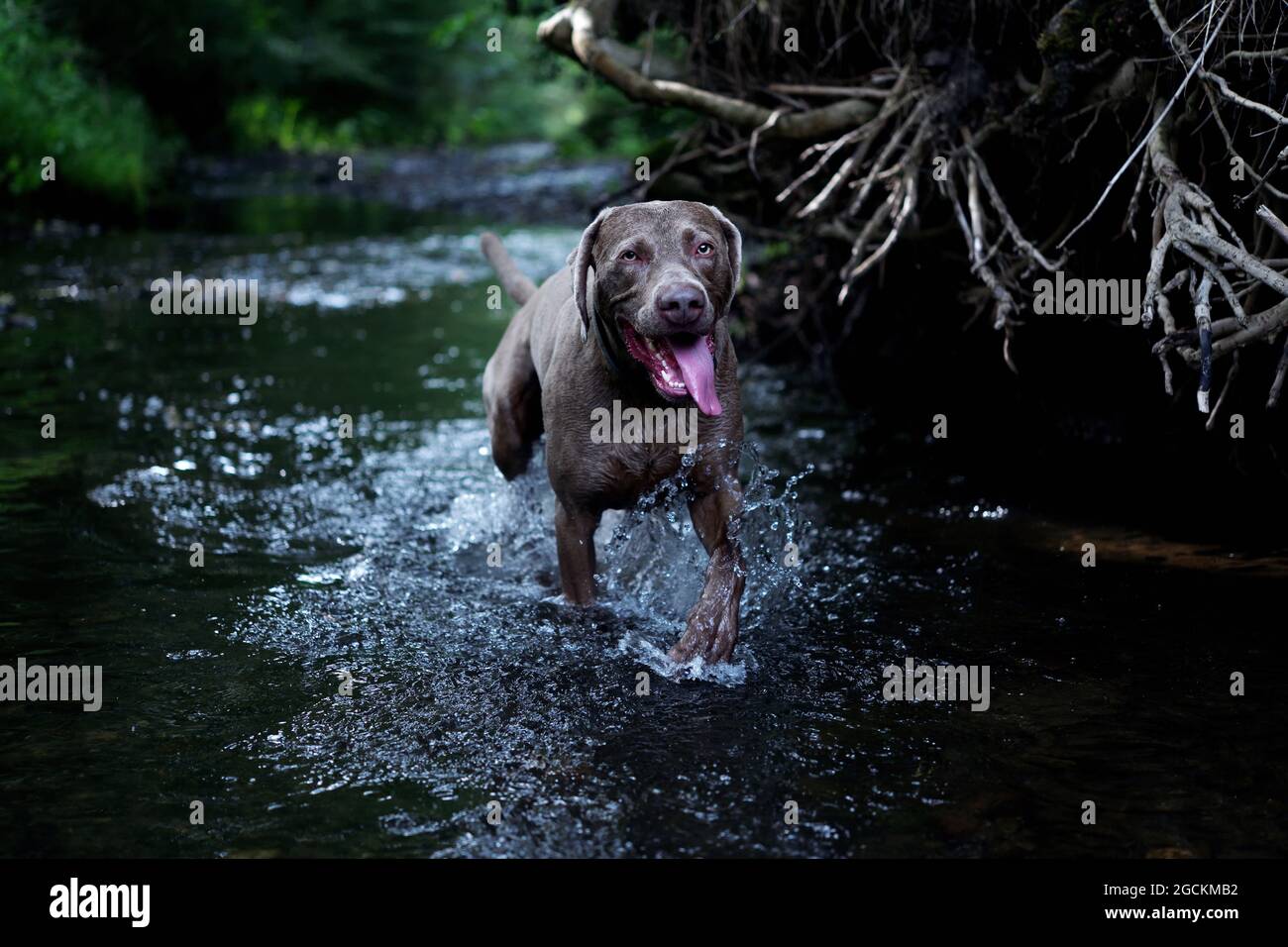 Das Porträt Weimaraner Hund im Profil im Strom. Stockfoto