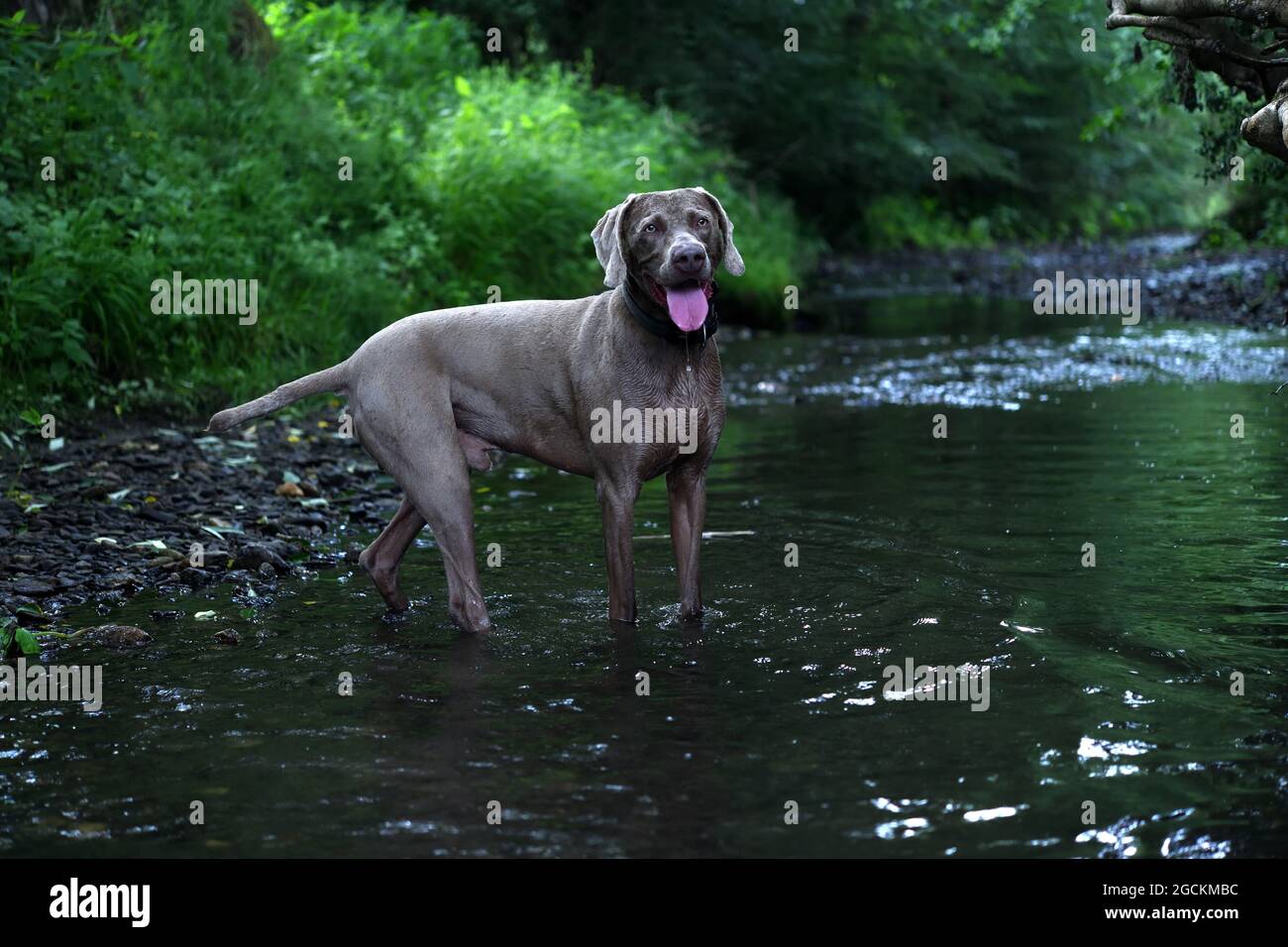 Das Porträt Weimaraner Hund im Profil im Strom. Stockfoto