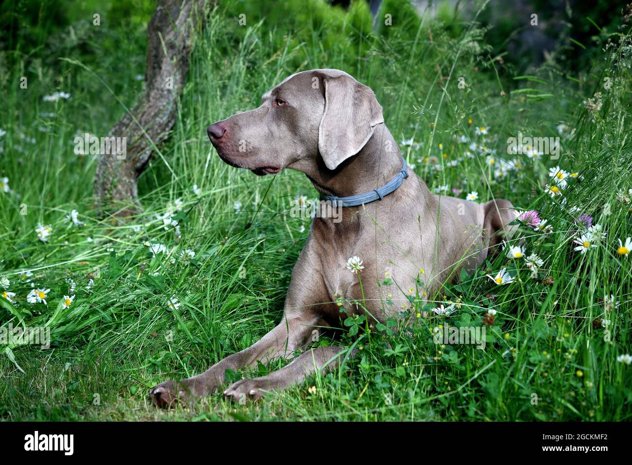 Das Porträt Weimaraner Hund im Profil im Gras. Stockfoto
