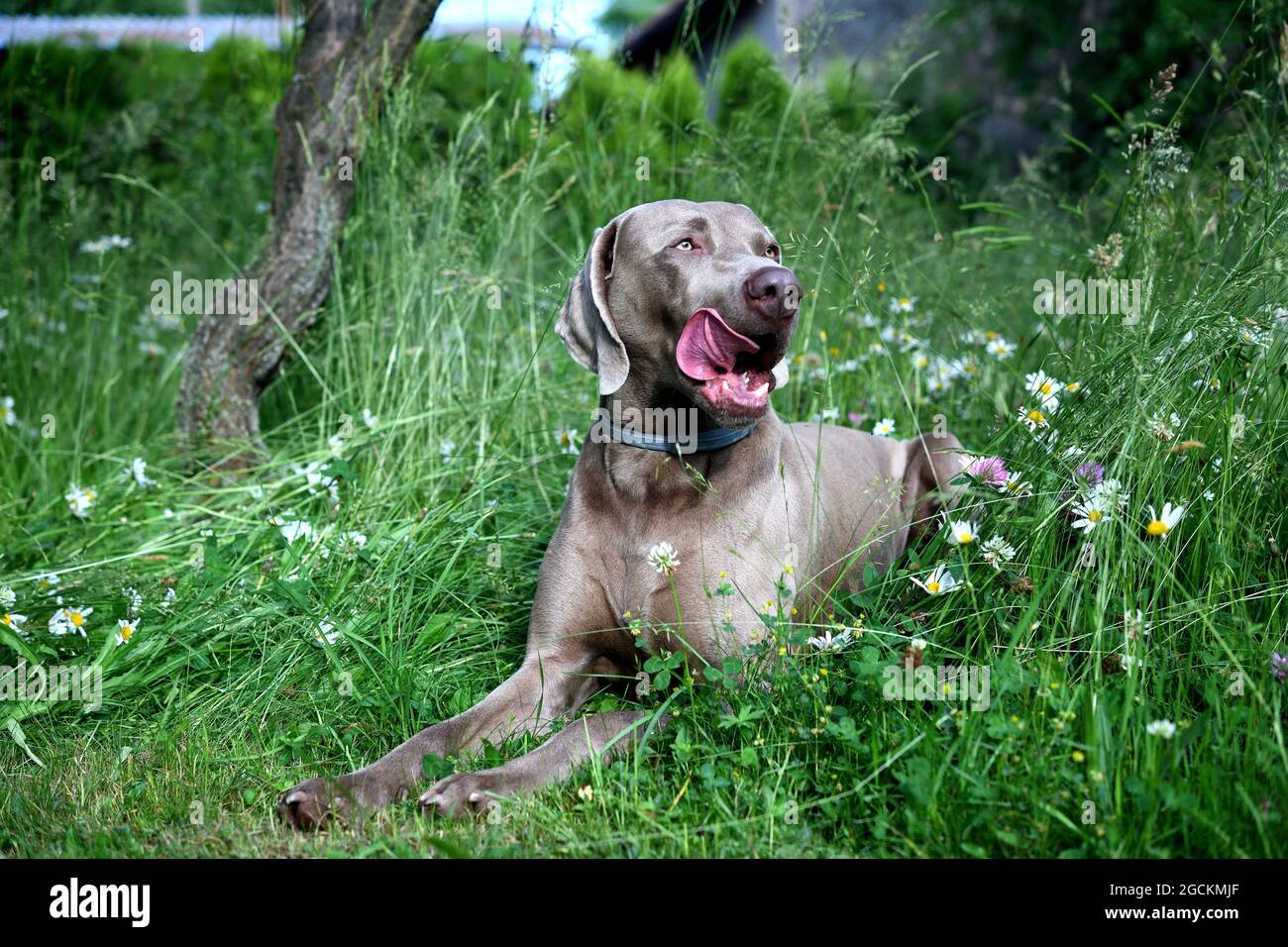 Weimaraner Hund im Profil im Gras. Stockfoto