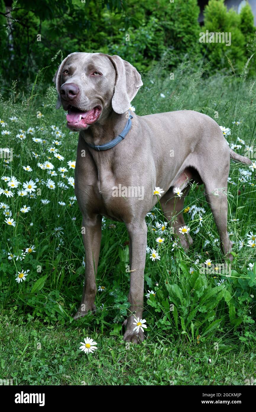Weimaraner Hund im Profil mit offenem Mund im Gras. Stockfoto