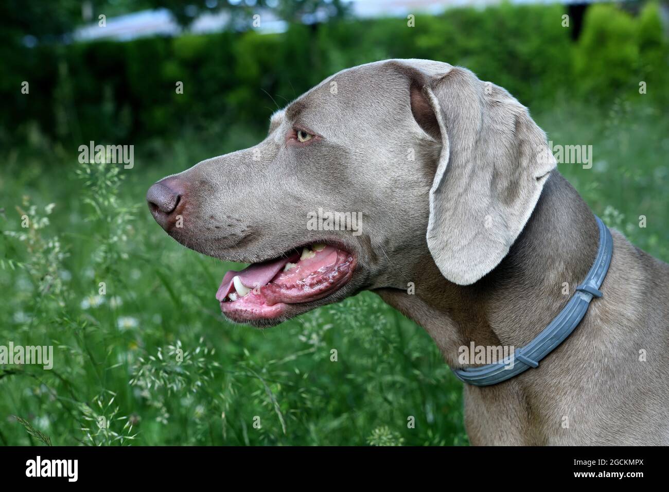 Weimaraner Hund im Profil mit offenem Mund im Gras. Stockfoto