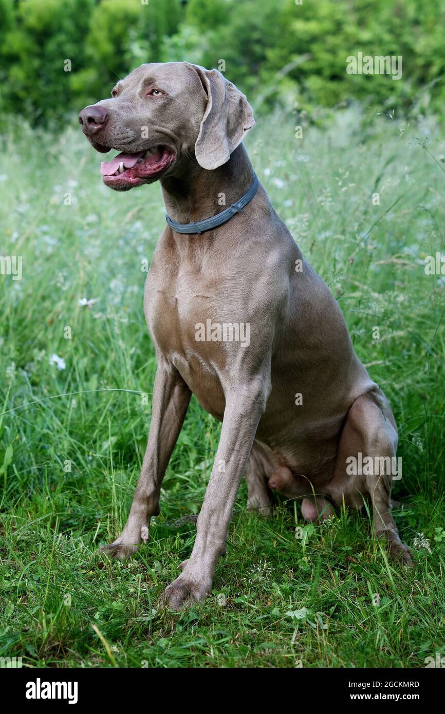 Weimaraner Hund im Profil mit offenem Mund im Gras. Stockfoto