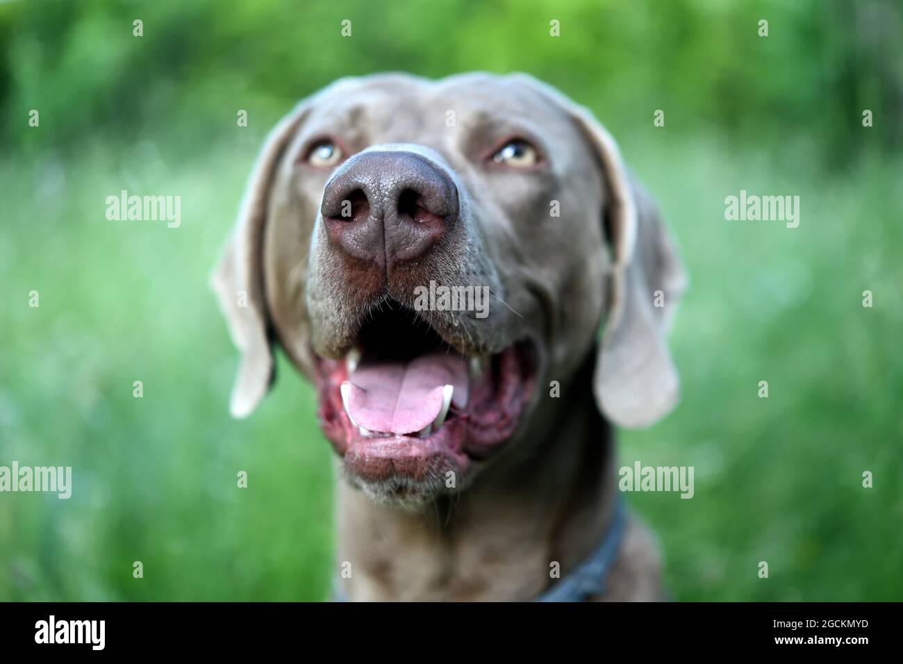 Weimaraner Hund mit offenem Mund im Gras. Stockfoto