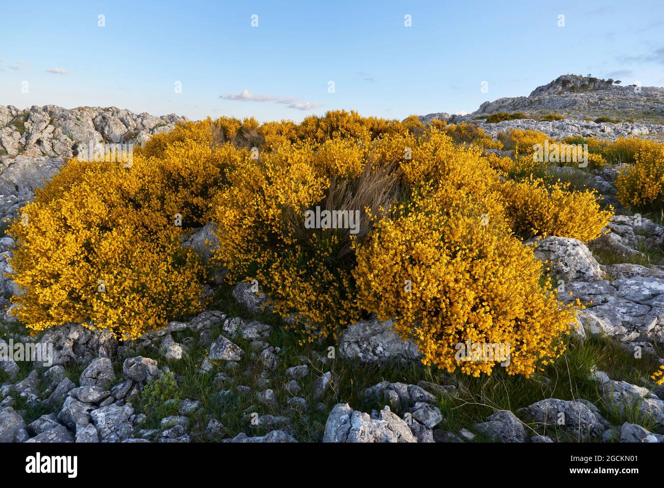 Blühende Bergschrubben (Cystsus galianoi) in der Sierra de Peñarrubia in Campillos. Region Guadalteba, Malaga. Andalusien, Spanien Stockfoto