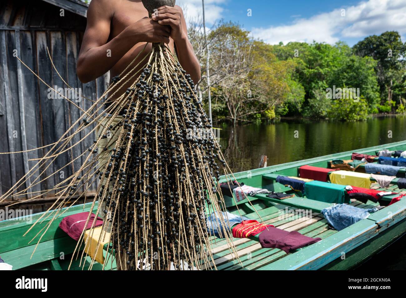 Mann hält ein paar frische acai-Frucht in amazonas Regenwald im Sommer sonnigen Tag. Konzept von Umwelt, Ökologie, Nachhaltigkeit, Biodiversität, Nahrung. Stockfoto