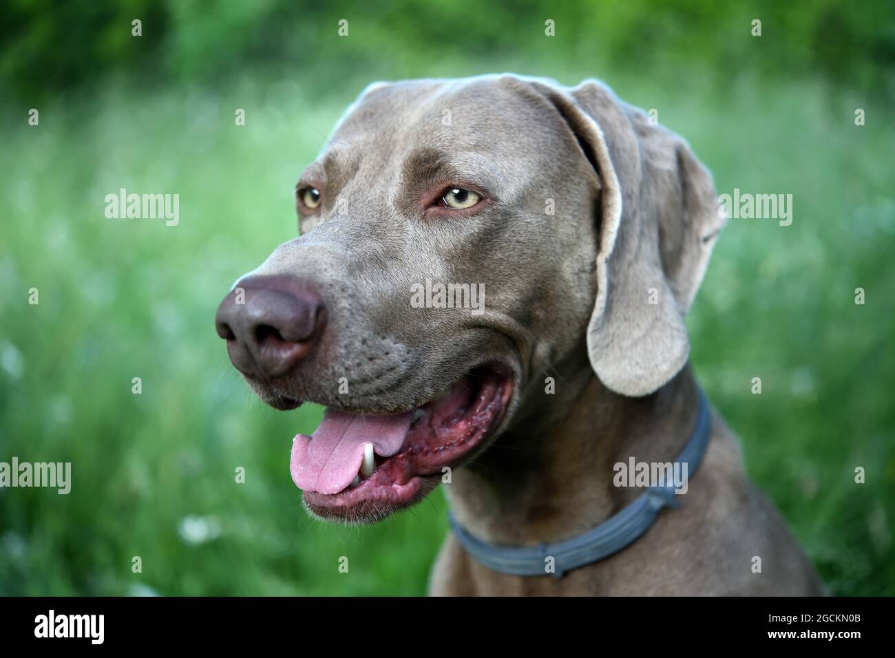 Weimaraner Hund im Profil mit offenem Mund im Gras. Stockfoto