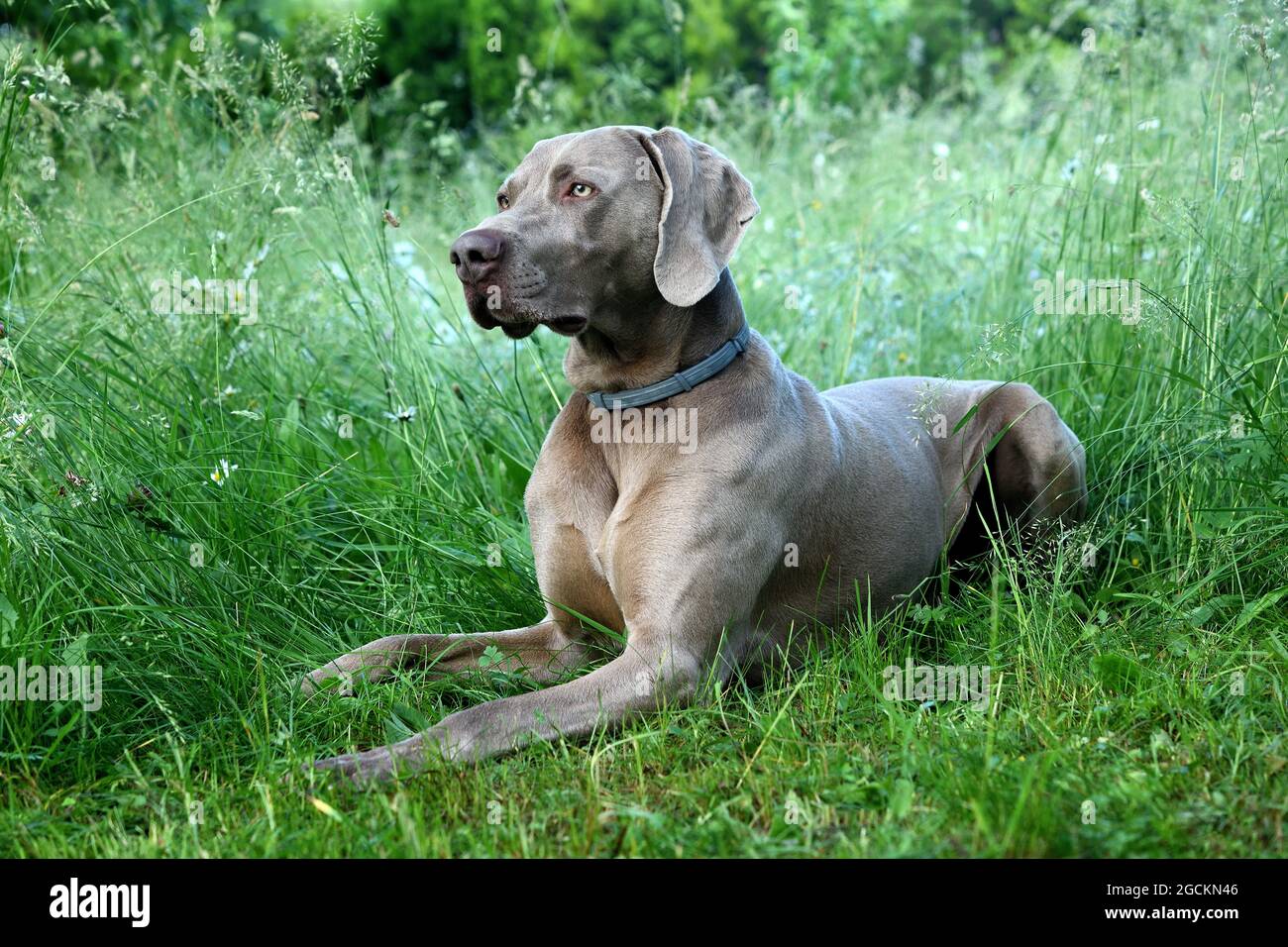 Weimaraner Hund im Profil im Gras. Stockfoto