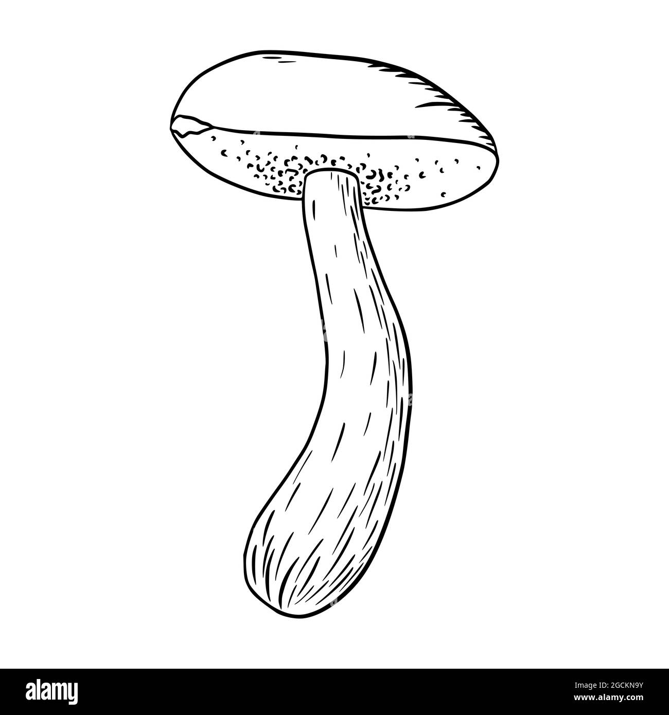 Boletus Graviert Illustration. Line Art essbare Pilz Symbol für Logo, Emblem, Drucke, Aufkleber, Färbung Arbeitsblätter, Menügestaltung und Dekoration Stock Vektor
