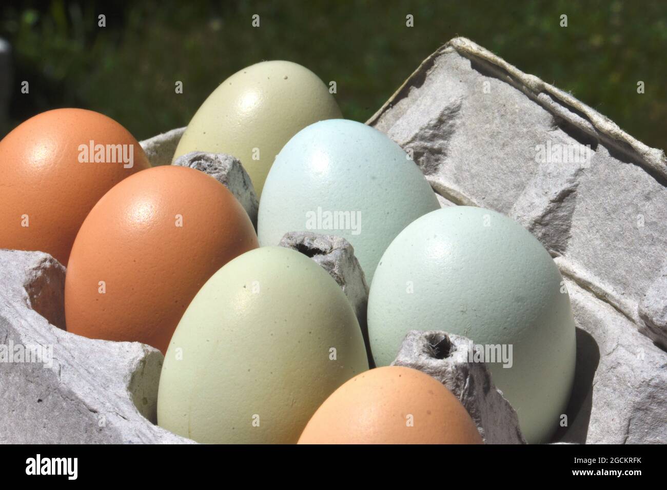 Eier von Freilandhühnern zum Verkauf auf einem lokalen Bauernhofstand. Nahaufnahme. Long Island, New York. Stockfoto