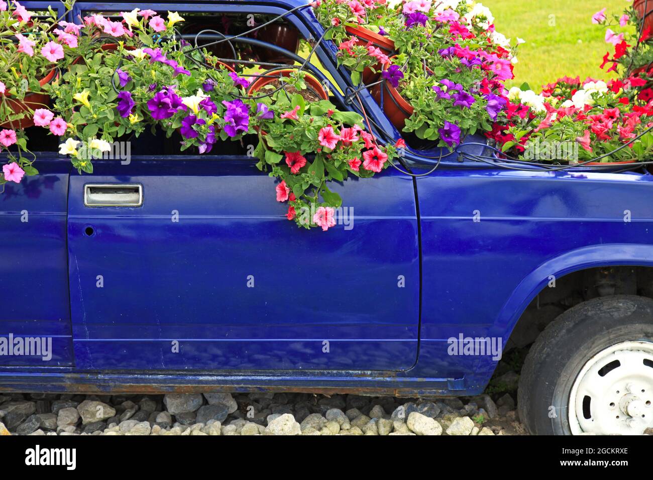 Altes Auto mit Blumentöpfen (bunte Viola, Petunia) in einem regionalen Park. Parkeinrichtung und -Design. Arbeitsloser dunkelblauer Wagen Stockfoto