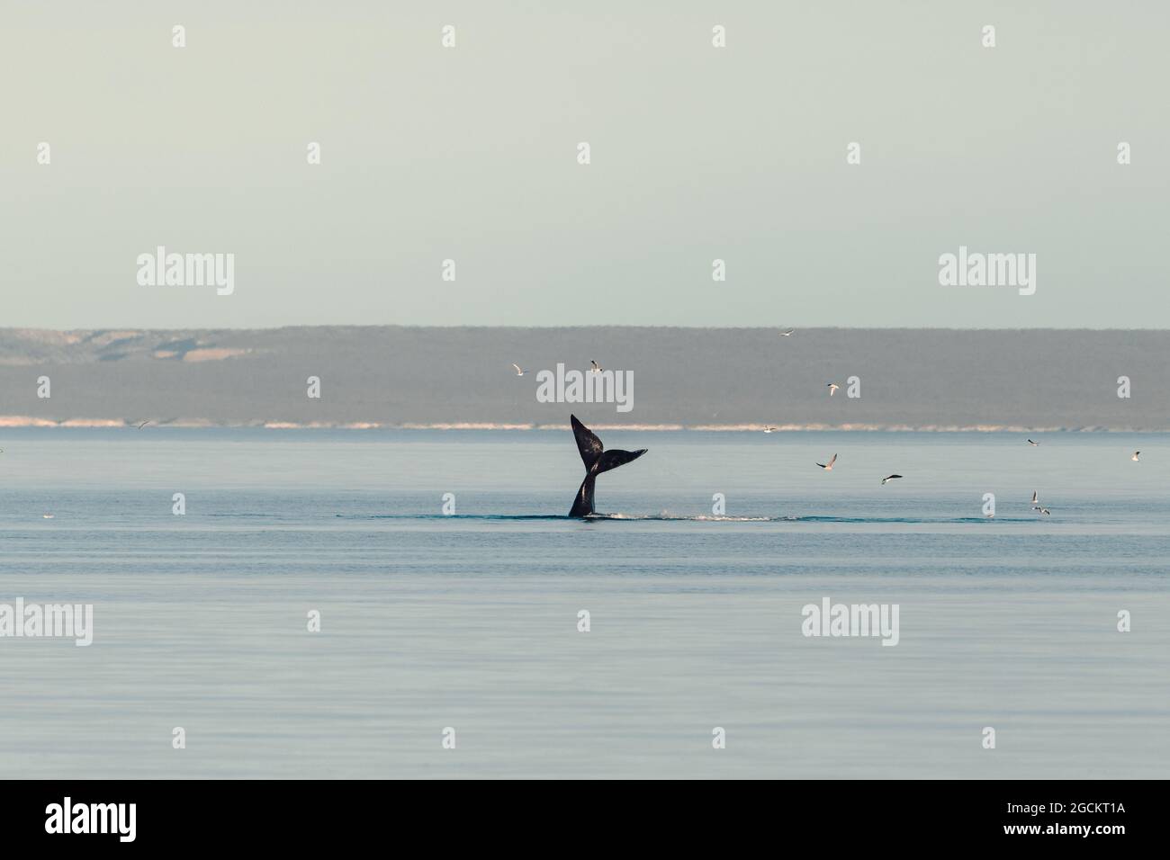 Wale kommen aus dem Meer, während Möwen herumfliegen Stockfoto