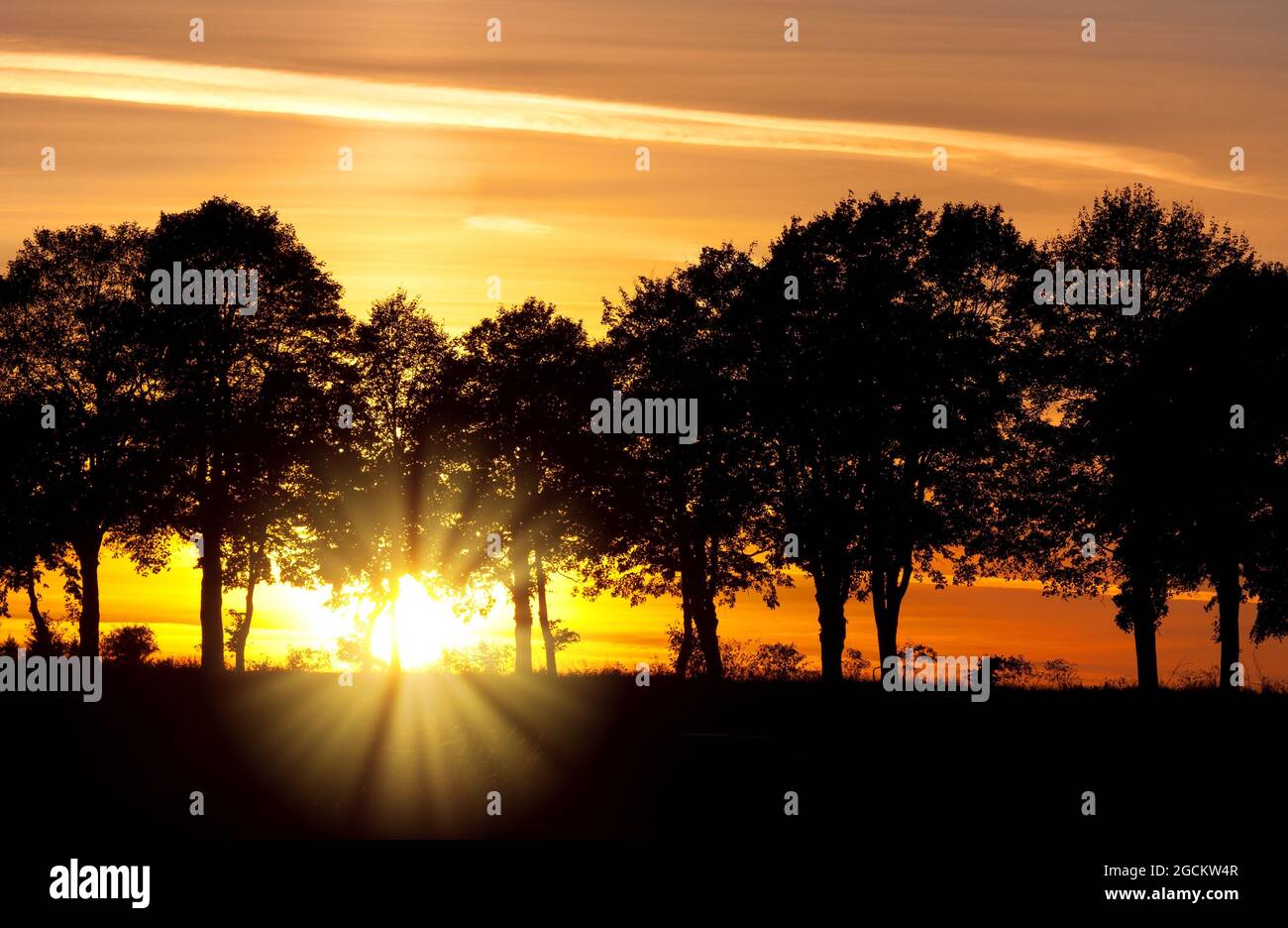 Blick aus dem Wald mit kontreyour Sonnenstrahlen, Sonnenuntergang mit Allee von Linde Stockfoto