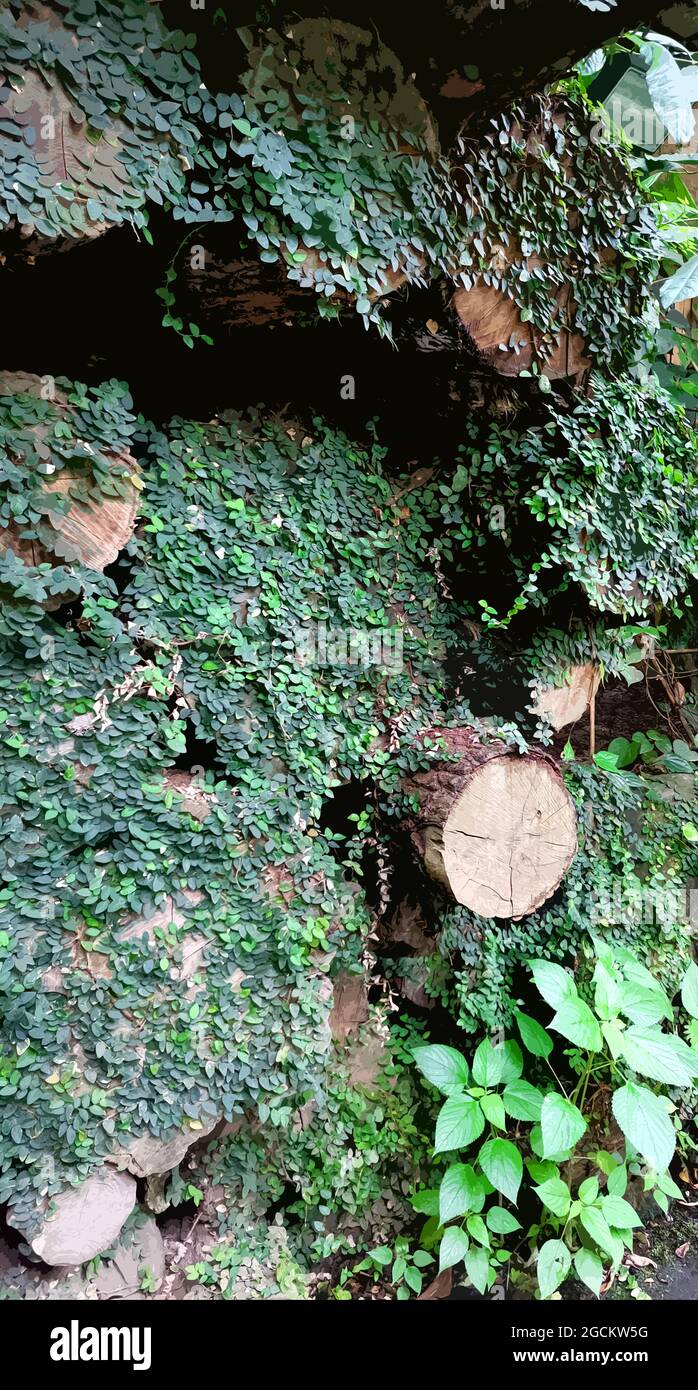 Tropischer Dschungel. Tropische Bäume und Pflanzen. Stilisiertes Foto. Stockfoto