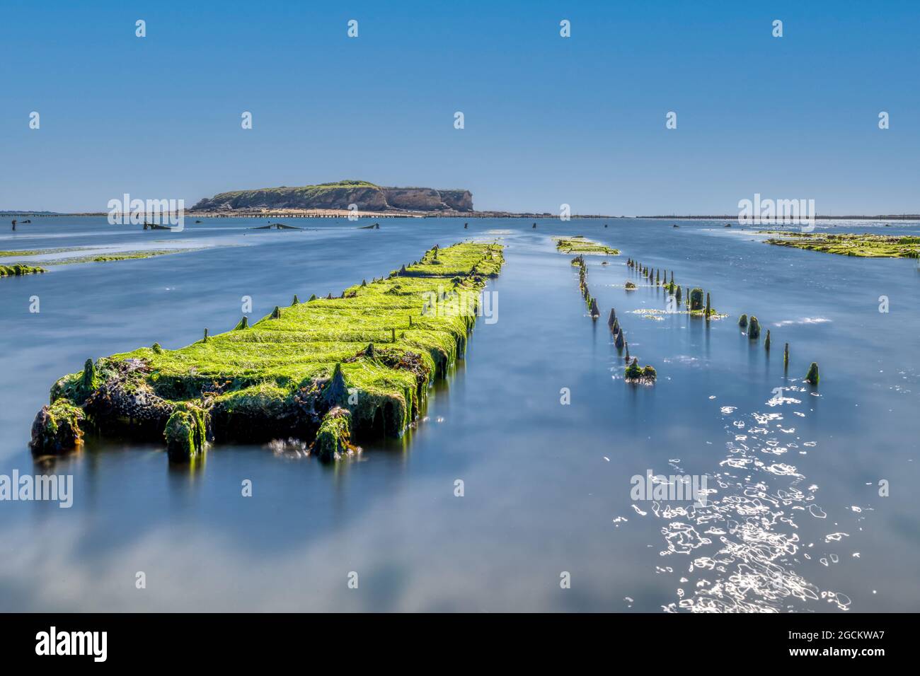 Am 2021. Juli dringen Algen in die Austernbetten von Pointe du Bile in Penestin in der Bretagne ein Stockfoto