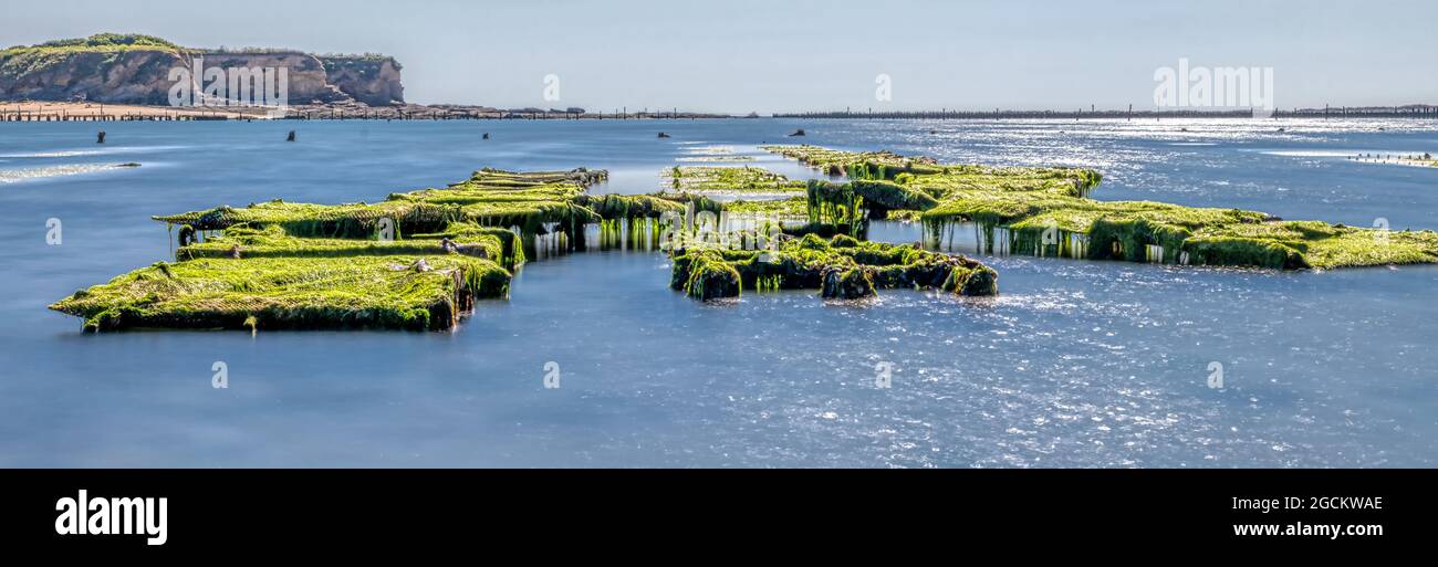 Am 2021. Juli dringen Algen in die Austernbetten von Pointe du Bile in Penestin in der Bretagne ein Stockfoto