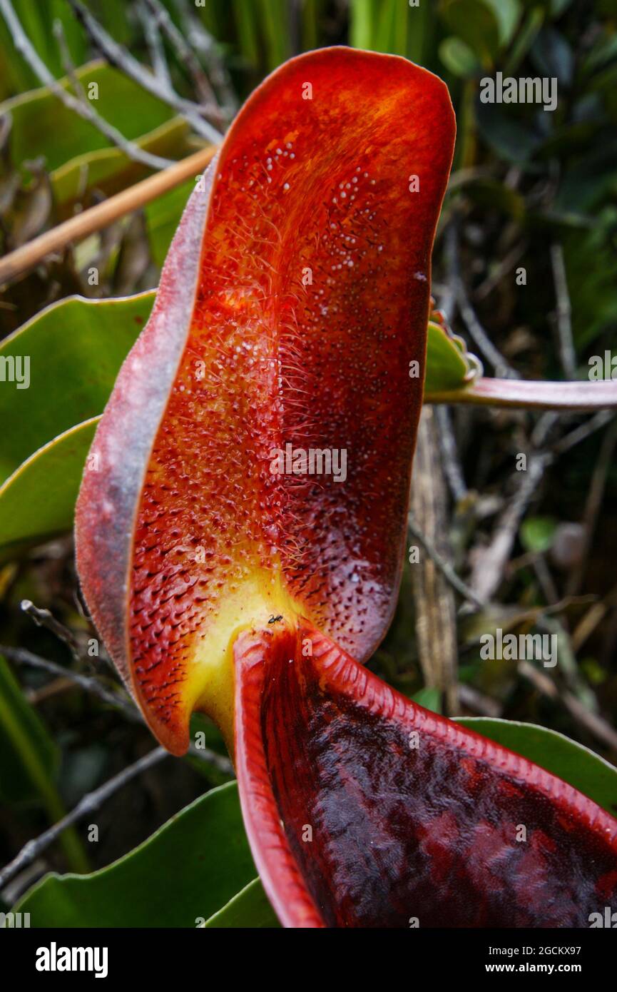 Roter Deckel der fleischfressenden Krug-Pflanze Nepenthes lowii, mit Nektardrüsen, Sarawak, Borneo, Malaysia Stockfoto