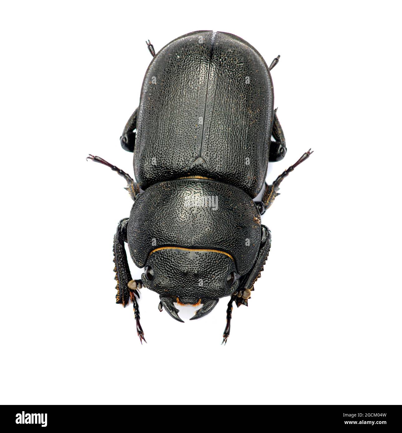 Auf weißem Hintergrund ausgeschnittener weiblicher Weißhirnkäfer Dorcus parallelipipipedus. Kent England, Großbritannien Stockfoto