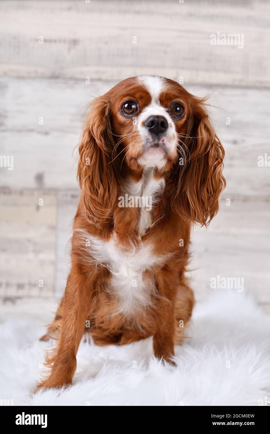 Hundekavalier König Charles Spaniel Blenheim. Stockfoto
