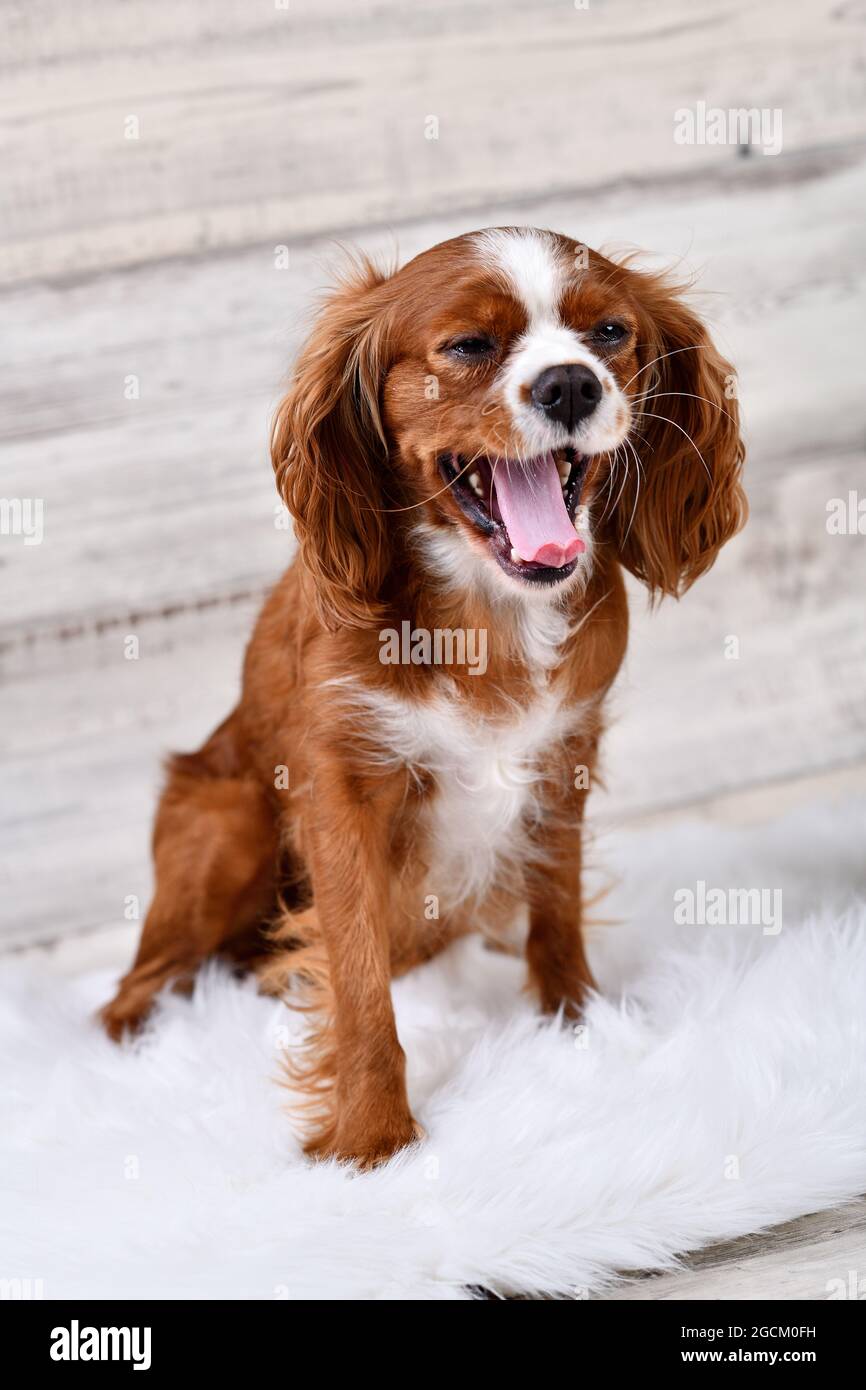 Hundekavalier König Charles Spaniel Blenheim. Stockfoto