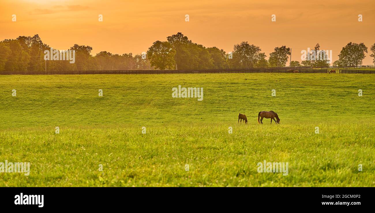 Stute und Fohlen grasen bei Sonnenuntergang auf frischem grünen Gras. Stockfoto