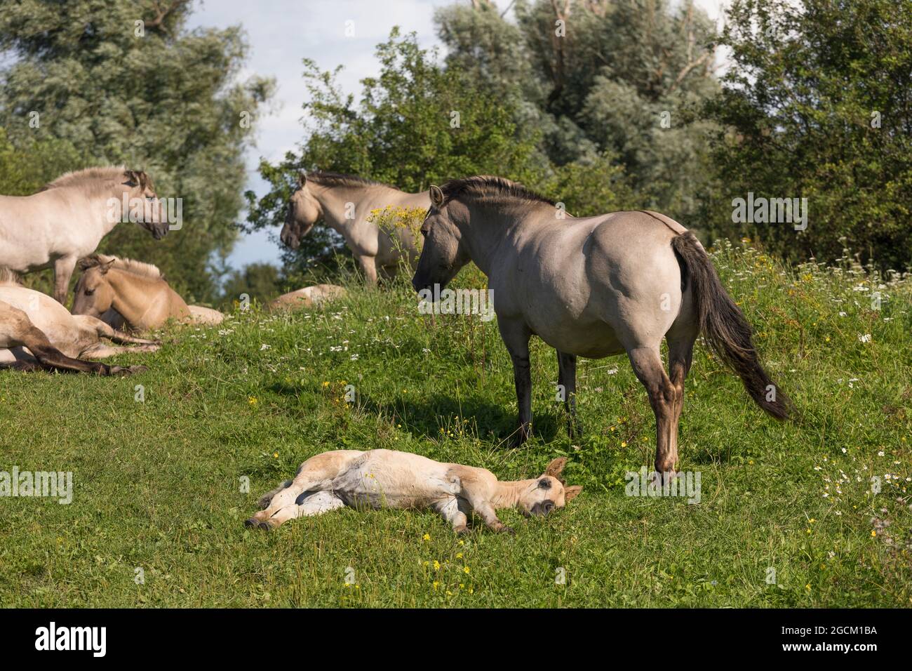 Konik Pferde auf dem 'Bisonbaai' in den Niederlanden Stockfoto